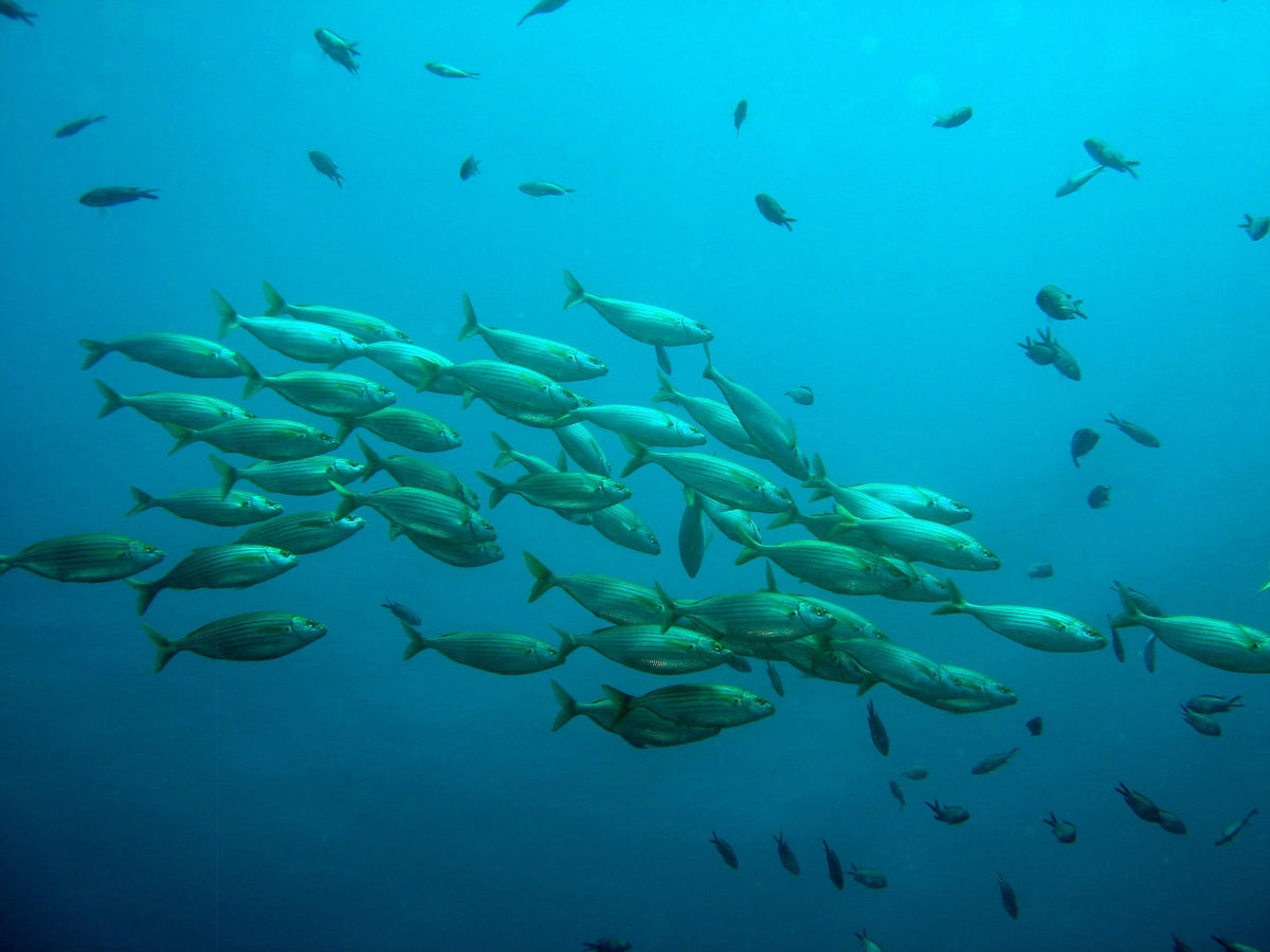 Drone sous-marin BentiX filmant des poissons au-dessus d’un fond marin