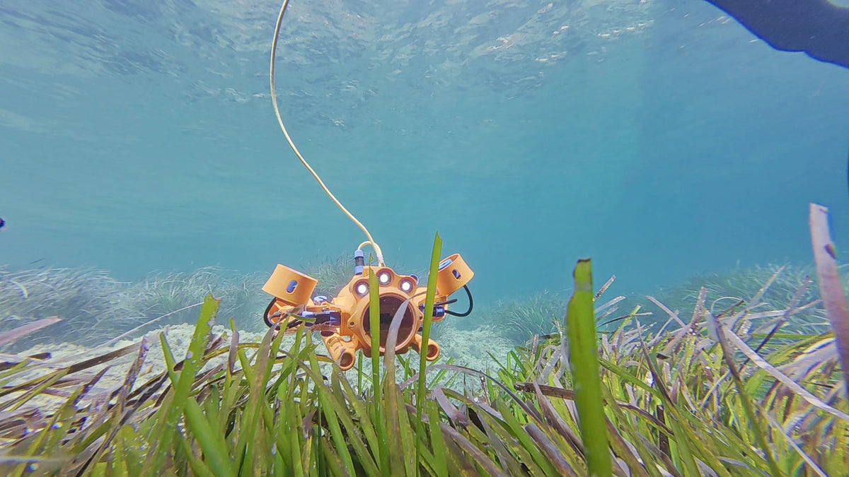 Drone sous-marin BentiX observant un herbier de posidonie protégé en Méditerranée