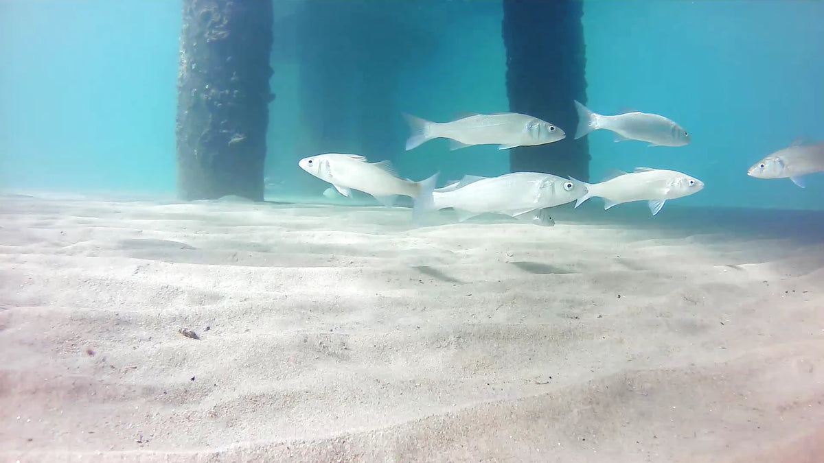 Drone sous-marin BentiX inspectant des pilotis immergés parmi des poissons