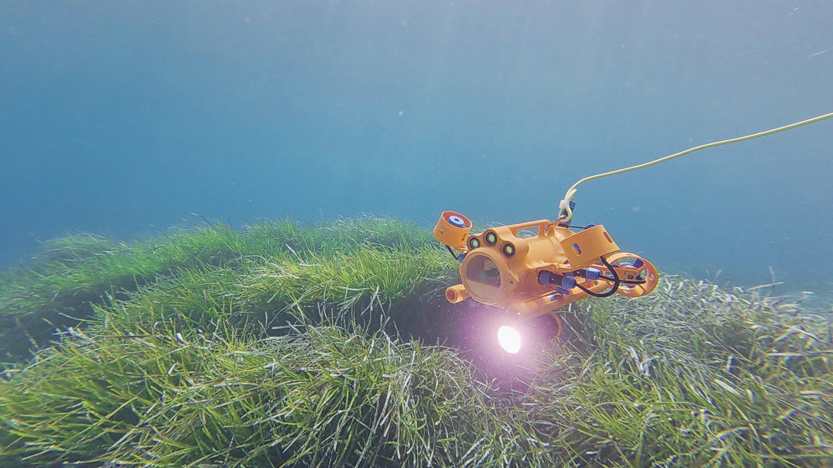 Drone sous-marin BentiX inspectant la posidonie avec sa lampe